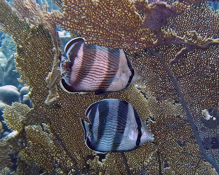 UWBN15-Butterfly Fish II 2015
